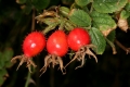 Heckenrose (Rosa canina) - Früchte