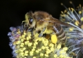 Weide mit Honigbiene beim Pollensammeln
