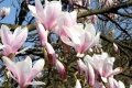 Magnolie (Magnolia spec.)