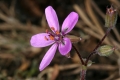 Gewöhnlicher Reiherschnabel (Erodium cicutarium)