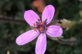 Gewöhnlicher Reiherschnabel (Erodium cicutarium)