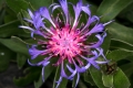 Bunte Flockenblume (Centaurea triumfetti)