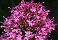 Rote Spornblume (Centranthus ruber) - Blütenstand