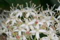 Roter Hartriegel (Cornus sanguinea) - Blüten