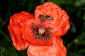 Klatsch-Mohn (Papaver rhoeas) - Blüte mit Honigbiene