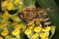 Fenchel (Foeniculum vulgare) - Blüte mit Honigbiene