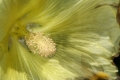 Feigenblättrige Stockrose (Alcea ficifolia)