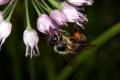 Berg-Lauch (Allium montanum)