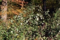 Gewöhnliche Schneebeere (Symphorcarpos albus)