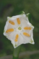 Märzenbecher (Leucojum vernum) 
