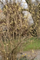 Ährige Scheinhasel (Corylopsis spicata)
