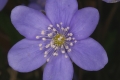 Leberblümchen (Anemone hepatica)