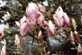 Magnolie (Magnolia spec.)