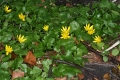 Frühlings-Scharbockskraut (Ficaria verna)