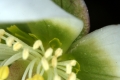 Schwarzer Nieswurz (Helleborus niger) - Blüte mit Honigblättern