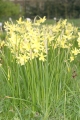 Engelstränen-Narzisse (Narcissus triandrus) 