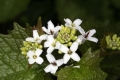Knoblauchsrauke (Alliaria petiolata)