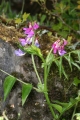 Frühlings-Platterbse (Lathyrus vernus)