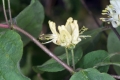 Rote Heckenkirsche (Lonicera xylosteum)  - Blüten