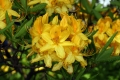 Gelbe Azalee (Rhododendron luteum) 