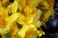 Gelbe Azalee (Rhododendron luteum) 