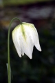 Schachblume (Fritillaria meleagris)  - weiße Blüte