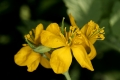 Schöllkraut (Chelidonium majus) - Blütenstand