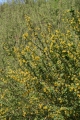 Gewöhnliche Berberitze (Berberis vulgaris)