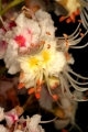 Rosskastanie (Aesculus hippocastanum) - Blüte