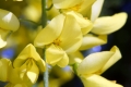Gewöhnlicher Goldregen (Laburnum anagyroides)