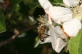 Apfel (Malus domestica) mit Honigbiene