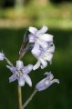 Spanisches Hasenglöckchen (Hyacinthoides hispanica) 