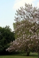 Blauglockenbaum (Paulownia tomentosa)