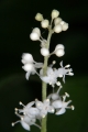 Zweiblättrige Schattenblume (Maianathemum bifolium)