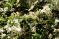 Mispel (Mespilus germanica)  - Zweig mit Blüten