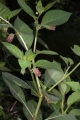 Tollkirsche (Atropa bella-donna)
