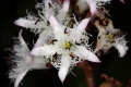 Fieberklee (Menyanthes trifoliata)  - Blüte