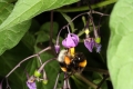 Bittersüßer Nachtschatten (Solanum dulcamara) mit Erdhummel