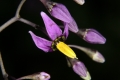 Bittersüßer Nachtschatten (Solanum dulcamara)