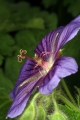 Herzblättriger Storchschnabel (Geranium ibericum)