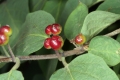 Rote Heckenkirsche (Lonicera xylosteum) 