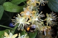Sommer-Linde (Tilia platyphyllos)