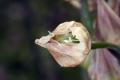 Bulgarischer Schmucklauch (Nectaroscordum siculum)