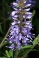 Langblättriger Ehrenpreis (Veronica longifolia)