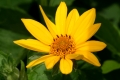 Sonnenauge (Heliopsis helianthoides) - Blüte