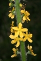 Gemeine Odermennig (Agrimonia eupatoria)