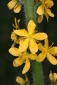 Gemeine Odermennig (Agrimonia eupatoria)