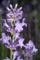 Echter Lavendel (Lavandula angustifolia)