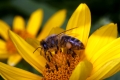 Sonnenauge (Heliopsis helianthoides) - Blüte mit Honigbiene (Apis mellifera)