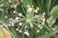 Bärlauch (Allium ursinum) - Fruchtstand